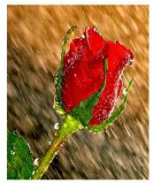 Cover of the secret of love